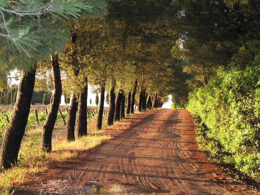 Agriturismo Colleverde Selvatelle Εξωτερικό φωτογραφία
